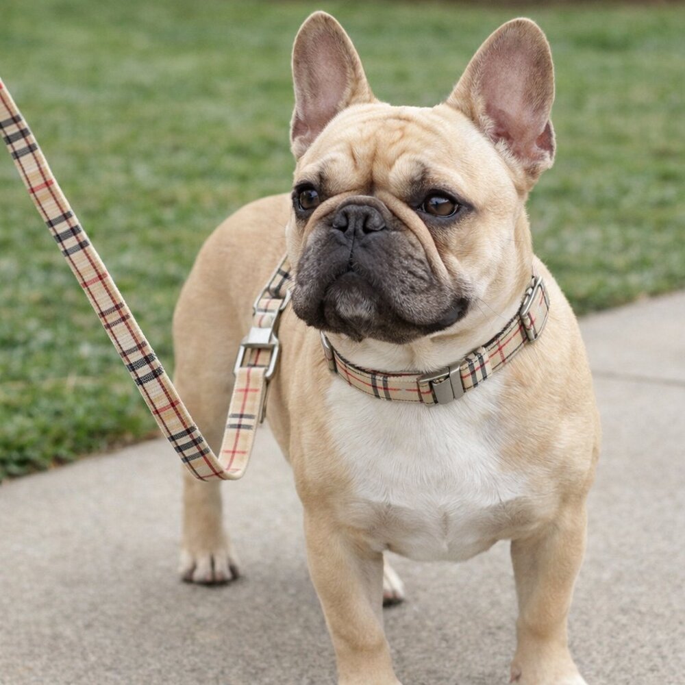 Fashion Dog collar and leash
